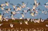 Snow Geese Flyout_30624